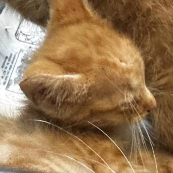 Robyn Banks -  Domestic Short Hair Cat for Adoption in Gadsden, Alabama - Robyn Banks | PetCurious