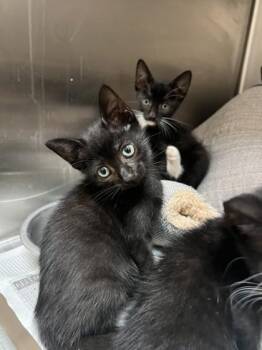 Toph -  Domestic Short Hair Cat for Adoption in Farmers Branch, Texas - Toph | PetCurious