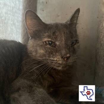 Amaya -  Domestic Short Hair Cat for Adoption in Houston, Texas - Amaya | PetCurious