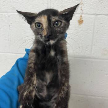 Nessa -  Domestic Short Hair Cat for Adoption in Edinburg, Texas - Nessa | PetCurious