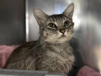 Zoya -  Domestic Medium Hair Cat for Adoption in Portland, Oregon - Zoya | PetCurious