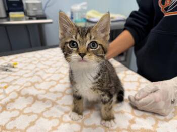Bugatti -  Domestic Short Hair Cat for Adoption in Raleigh, North Carolina - Bugatti | PetCurious