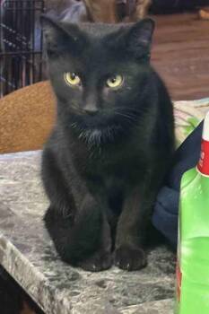 Rescue Domestic Short Hair Cats for Adoption in Warr Acres, Oklahoma - Midnight | PetCurious