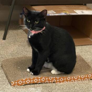 Rescue Domestic Short Hair Cats for Adoption in Brevard, North Carolina - Miley | PetCurious