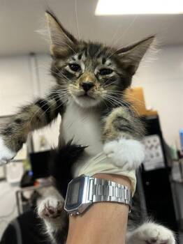 A1920462 -  Domestic Short Hair Cat for Adoption in Thousand Palms, California - A1920462 | PetCurious