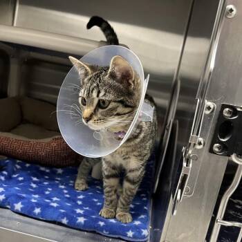 Kestrel -  Domestic Short Hair Cat for Adoption in Detroit Lakes, Minnesota - Kestrel | PetCurious