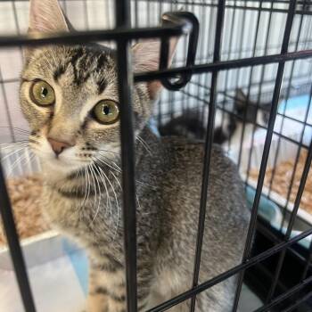 Cafe -  Domestic Short Hair Cat for Adoption in Salt Lake City, Utah - Cafe | PetCurious