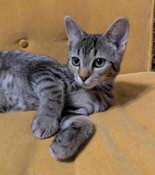 Domestic Short Hair Cats Available for Adoption - LUKA | PetCurious