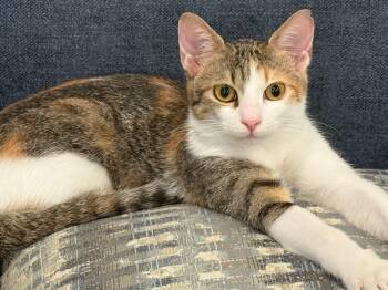 Rescue Egyptian Mau and Domestic Short Hair Cats for Adoption in Federalsburg, Maryland - Tulip | PetCurious