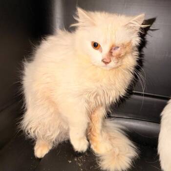 Domestic Long Hair Cats Available for Adoption - Leftie | PetCurious