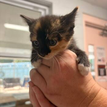 Vanilla -  Domestic Short Hair Cat for Adoption in Franklin, North Carolina - Vanilla | PetCurious