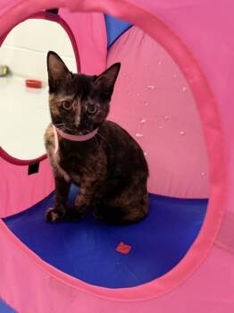 Rescue Domestic Short Hair Cats for Adoption in Topeka, Kansas - Agnes | PetCurious