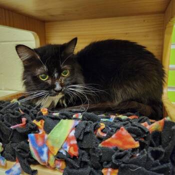 Domestic Short Hair Cats Available for Adoption - Silvia | PetCurious