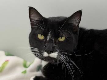 Nova -  Domestic Short Hair Cat for Adoption in Portland, Oregon - Nova | PetCurious