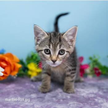 Maribel -  Domestic Short Hair Cat for Adoption in Durham, North Carolina - Maribel | PetCurious
