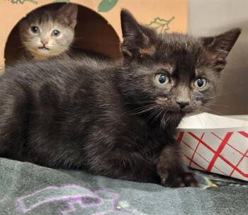 Domestic Short Hair Cats Available for Adoption in St. Louis, Missouri - JACK JACK | PetCurious
