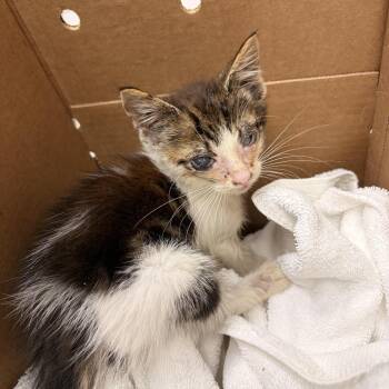 Coquito -  Domestic Short Hair Cat for Adoption in Newark, New Jersey - Coquito | PetCurious