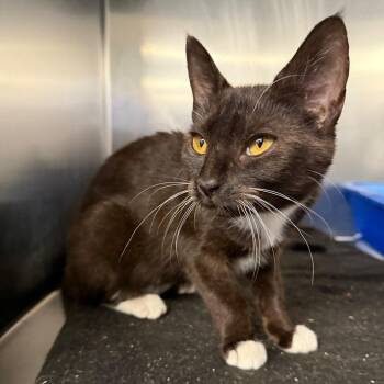 Valeria -  Domestic Medium Hair Cat for Adoption in Spokane, Washington - Valeria | PetCurious