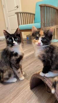 Crème Brûlée -  Domestic Short Hair Cat for Adoption in Alafaya, Florida - Crème Brûlée | PetCurious