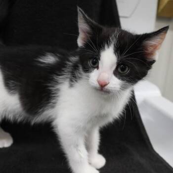Barnsby C11861 -  Domestic Short Hair Cat for Adoption - Barnsby C11861 | PetCurious