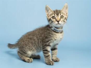 Domestic Short Hair Cats Available for Adoption in Phoenix, Arizona - MICHAEL | PetCurious