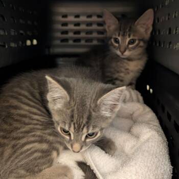 Domestic Short Hair Cats Available for Adoption in Fairport, New York - Hamlet | PetCurious