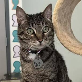 Chloe McCracken -  Domestic Short Hair Cat for Adoption in Merrifield, Virginia - Chloe McCracken | PetCurious