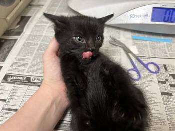 Domestic Medium Hair Cats Available for Adoption - WILLOW | PetCurious