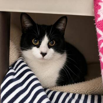 Domestic Short Hair Cats Available for Adoption in Hopkinton, Massachusetts - Cristalino | PetCurious