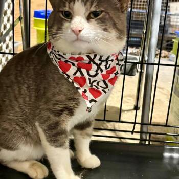 DENZEL (M) 3YRS OLD Grey, white -  Domestic Short Hair Cat for Adoption in Ottawa, Ontario - DENZEL (M) 3YRS OLD Grey, White | PetCurious
