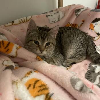 Rescue Domestic Short Hair Cats for Adoption in Byron Center, Michigan - Brienne | PetCurious