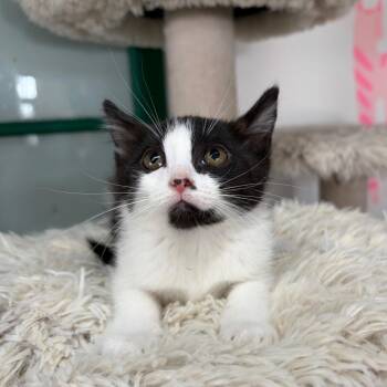 Domestic Short Hair Cats Available for Adoption in Cleveland, Mississippi - Blathers | PetCurious