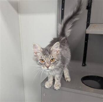 Rescue Domestic Short Hair Cats for Adoption in Brunswick, Georgia - TRUFFLE | PetCurious