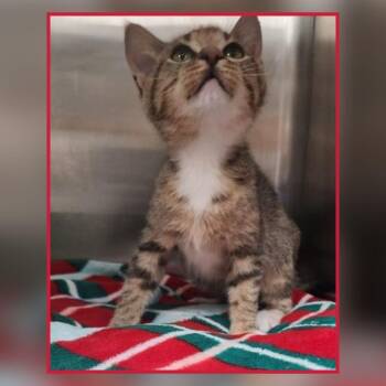 Domestic Short Hair Cats Available for Adoption - Loiter | PetCurious