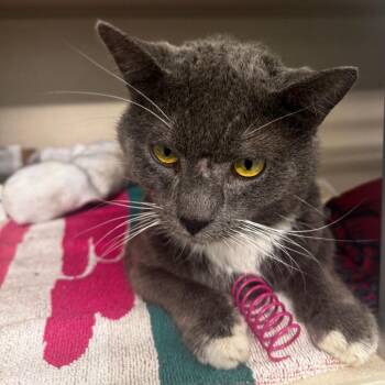 Easy Peasy -  Domestic Short Hair Cat for Adoption in Wheeling, Illinois - Easy Peasy | PetCurious