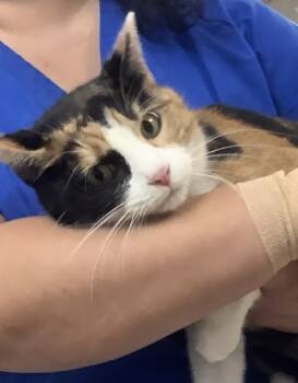 Rescue Domestic Short Hair Cats for Adoption in Fort Worth, Texas - Ginger | PetCurious