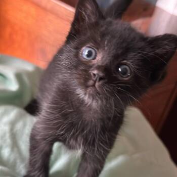 Earth -  Domestic Short Hair Cat for Adoption in Grantsville, Utah - Earth | PetCurious
