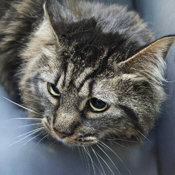 French Horn -  Domestic Medium Hair Cat for Adoption in Austin, Texas - French Horn | PetCurious