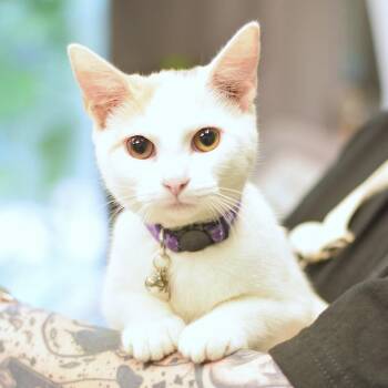 LaPlante -  Domestic Short Hair Cat for Adoption in Belleville, Illinois - LaPlante | PetCurious