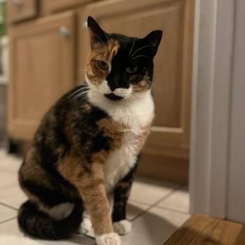 Rescue Domestic Short Hair Cats for Adoption - Kallee | PetCurious