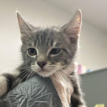 Nayun -  Domestic Medium Hair Cat for Adoption in Charleston, West Virginia - Nayun | PetCurious