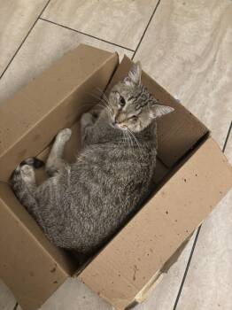 Duncan -  Domestic Short Hair Cat for Adoption in Salisbury, North Carolina - Duncan | PetCurious