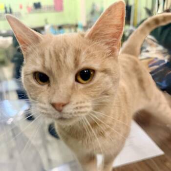 Domestic Short Hair Cats Available for Adoption - Helen | PetCurious