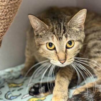Domestic Short Hair Cats Available for Adoption - FREYA | PetCurious
