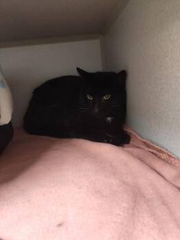 Slapjack -  Domestic Short Hair Cat Available for Adoption in Osseo, Michigan - Slapjack | PetCurious