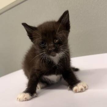 Domestic Short Hair Cats Available for Adoption in Tampa, Florida - Socks | PetCurious