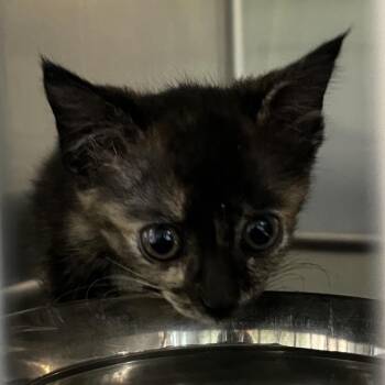 Pepper -  Domestic Short Hair Cat for Adoption in Richmond Hill, Georgia - Pepper | PetCurious