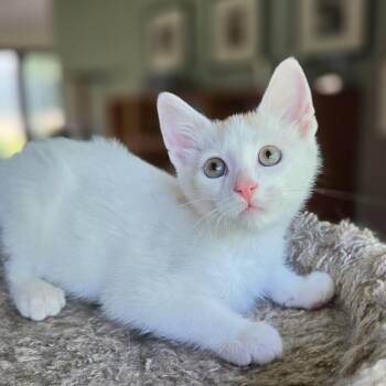 Gustav -  Domestic Short Hair Cat for Adoption in Syracuse, New York - Gustav | PetCurious