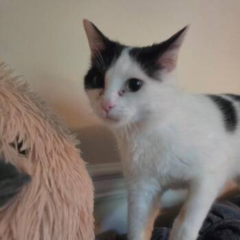 Calypso -  Domestic Short Hair Cat for Adoption in La Grange, Kentucky - Calypso | PetCurious