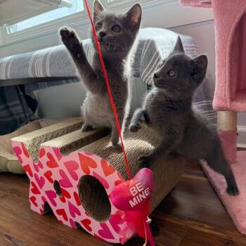 Domestic Short Hair Cats Available for Adoption - Sapphire & Sugar | PetCurious